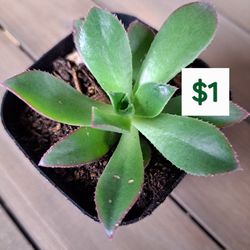 $1 Succulent/ Suculentas Por $1