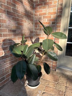 Rubber Tree