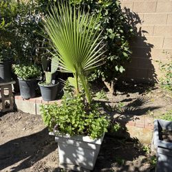 Palm Tree (Fan Palm)