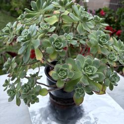 Suculenta