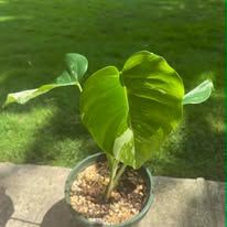 Well-Rooted Monstera Albo Variegata - Established Potted Plant with Active Growth