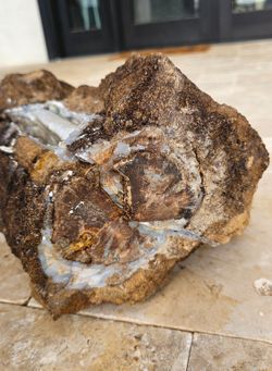 42lb Blue Forest Petrified Wood Log Rough Wyoming