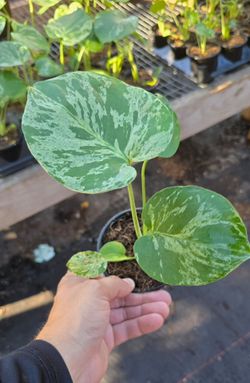 Variegated Monstera Bulbasaur Rare Exotic Live Houseplant, 4" Pot