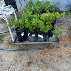 Red and green grapes vines. $25 each plant