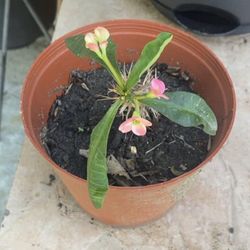 En venta estas  coronas de  cristo