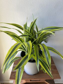 Dracaena Limon Lime