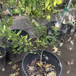 Limon Mexicano