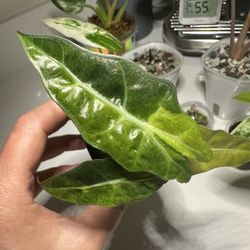 Stunning Alocasia Amazonica Aurea