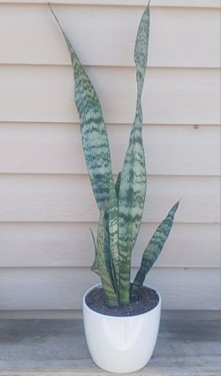 Snake Plant 🪴