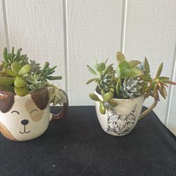 Live Succulents In A Coffee Cup