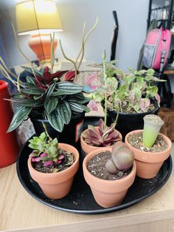 2.8 Inch Diameter Mini Terracotta Pots