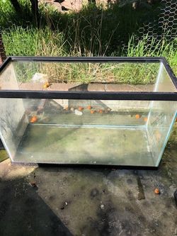 Fish Tank