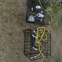 Crab Traps