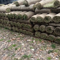 nice fresh sod daily cut 