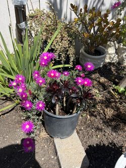 Ice Plant And Cactus 