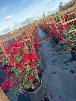 Bougainvillea Trellis Flower Red