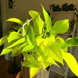 Lush Trailing Lemon Lime Neon Pothos Money Plant/ House Plant/ Indoor Plant Flower Patio Garden