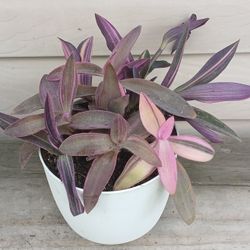 Tradescantia Pink Stripe Plant 🪴 