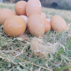 Fresh Organic Large Eggs 