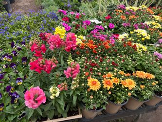 Flowers 4$ each 4 inch pot or sixpack