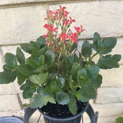 HERMOSAS PLANTAS NATURALES “KALANCHOE PLANT “