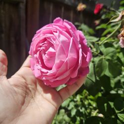 About 4ft Tall Rose  Plant.  Is I. Blooing Stage.  Pick Up Only 