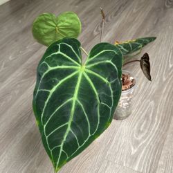 Anthurium Crystallinum X Magnificum Hybrid 