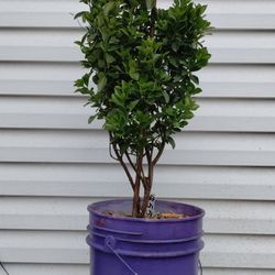 Evergreen Euonymus Shrub 
