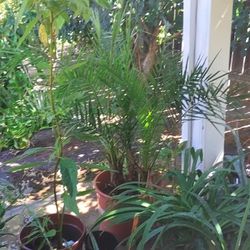 Plants For Sale