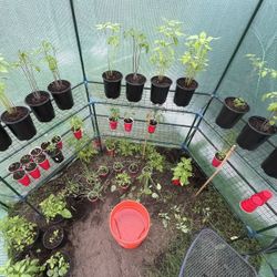 Cherry Tomato 🍅 & Basil 🌿 Plants 