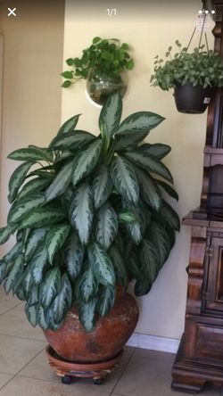 Haircut Service delivered