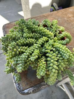 Donkey tail succulent plant in one gallon pot