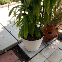 White Pot Plant
