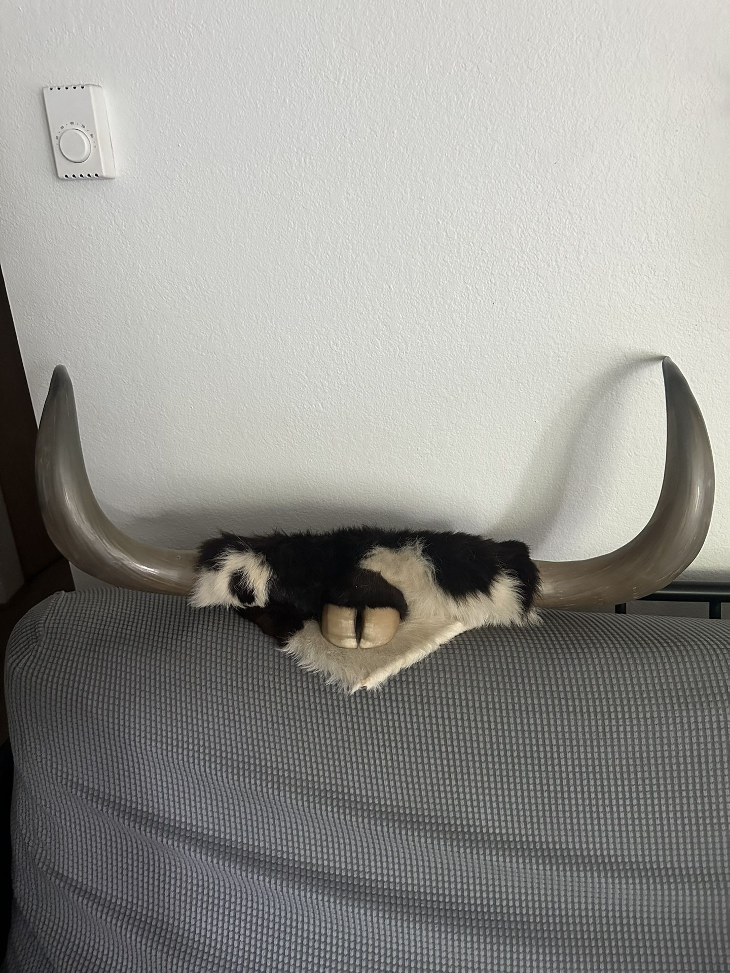 Bull Horn Decor