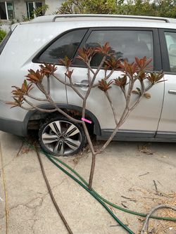 Vary large Hilo Plumeria cutting. Almost 5 feet tall and 5 feet wide. Great shape. Instant tree.
