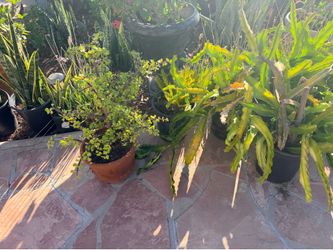 Dragon fruit $25 each plants pink with white inside