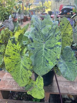 Colocasia Mojito 3 Gallon