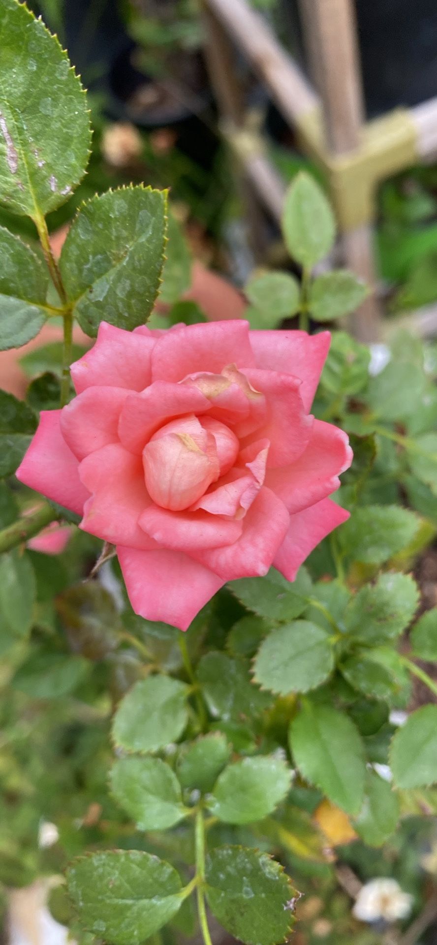 Miniatura Rosal 