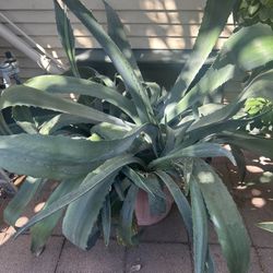 Large Aguvi Plant In Pot 