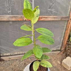 Moonshine Rubber Plant 8" Pot