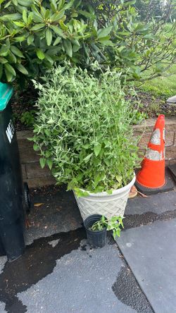 FREE Catnip plants Allison Park