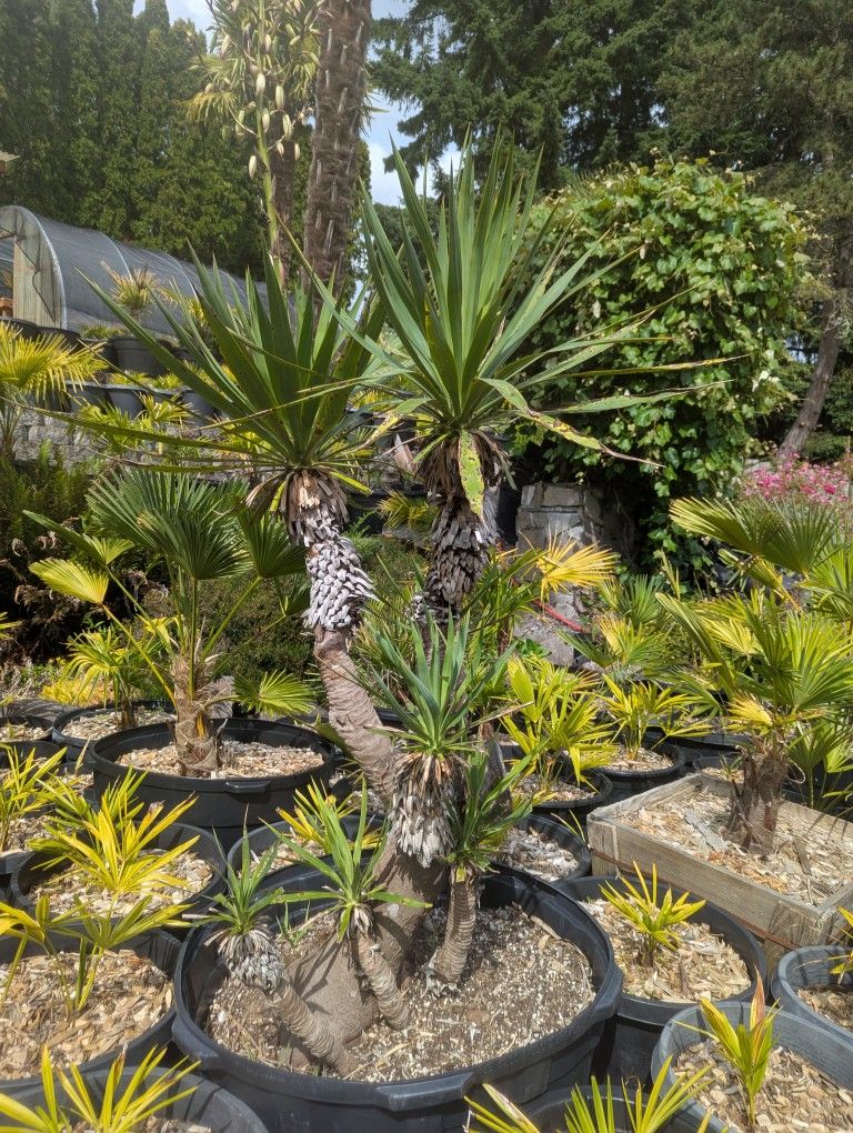 Yucca Filemtosa
