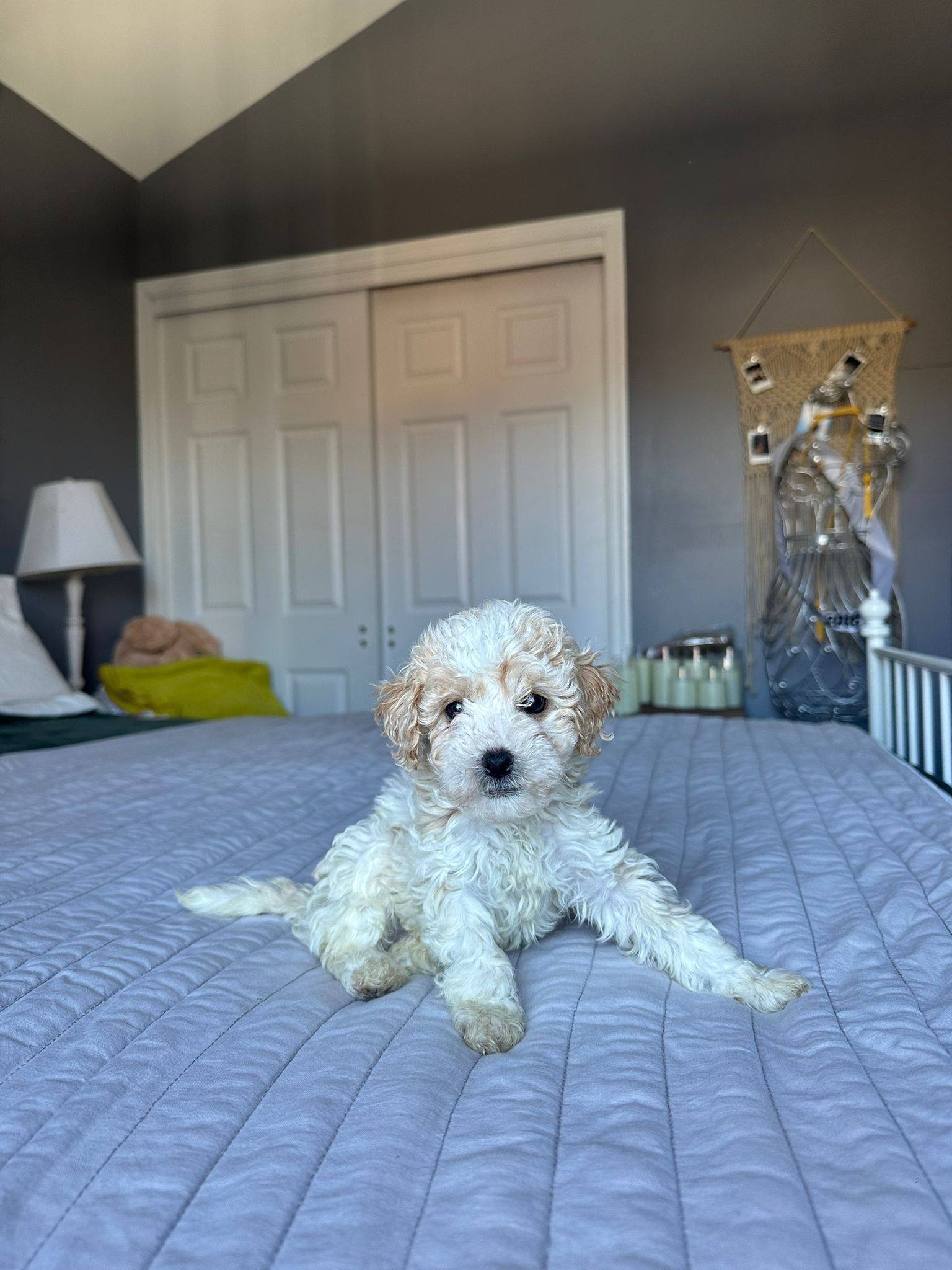 Cockapoo