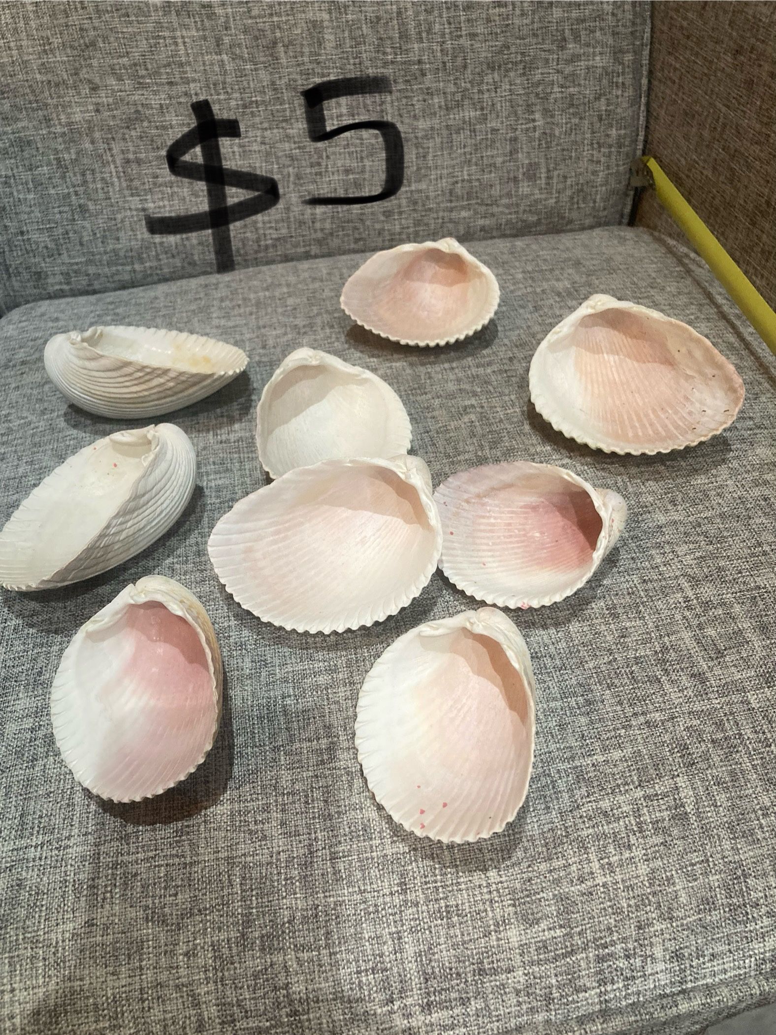 π’AVAILABLE π’ Lot Of Shells, Fish Tank Decorations