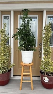 Beautiful Monstera