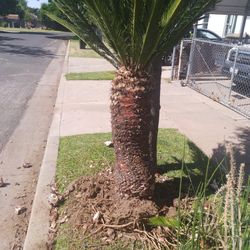 Beautiful Sago Palm $150 He Has To Be Sold Today