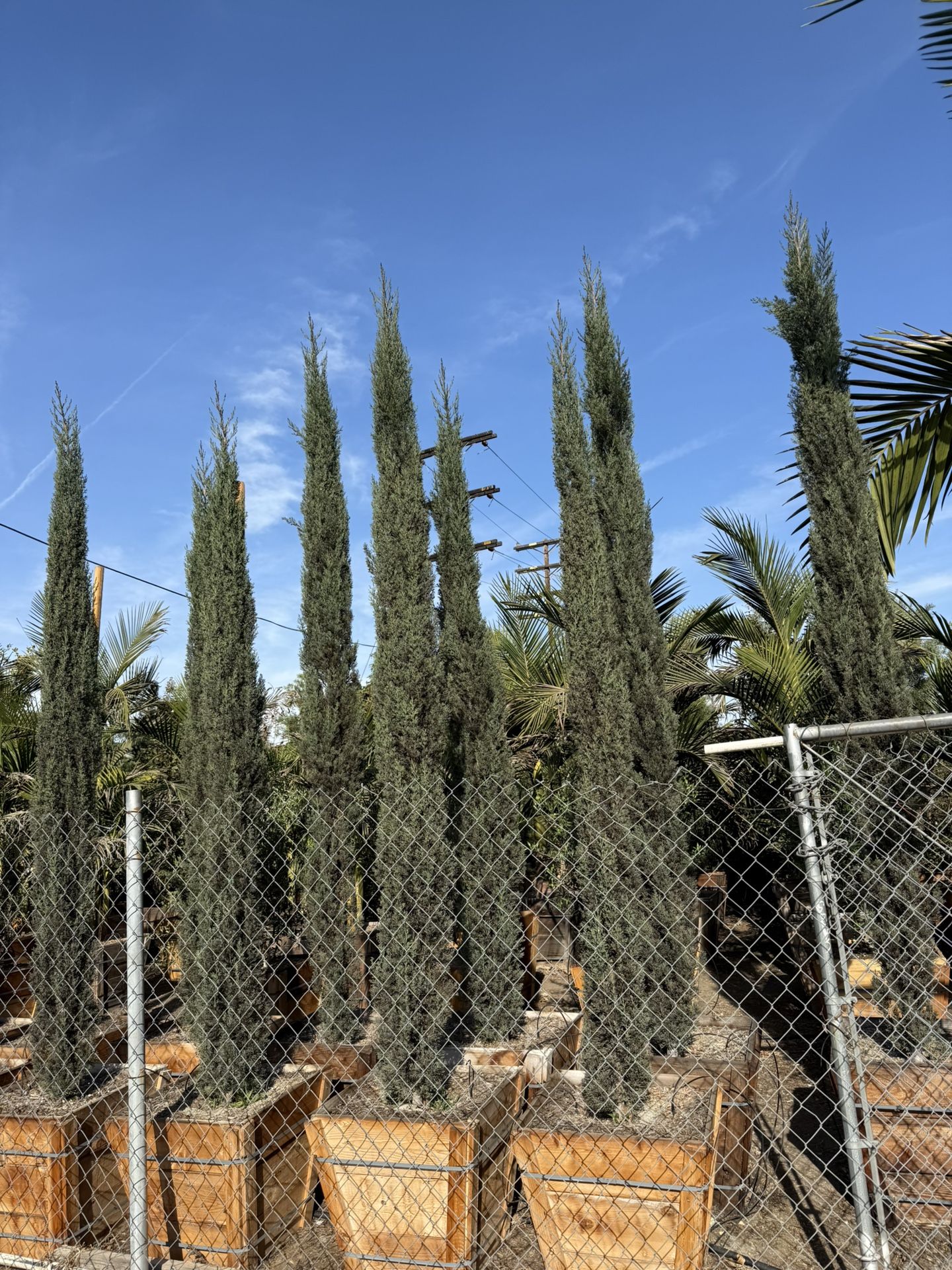 Italian Cypress
