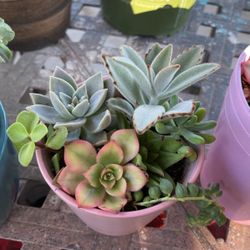 Succulent 