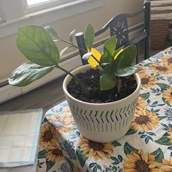 Plant 