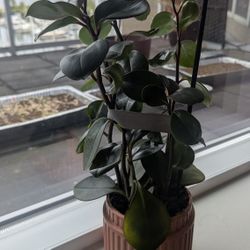 Indoor Plant